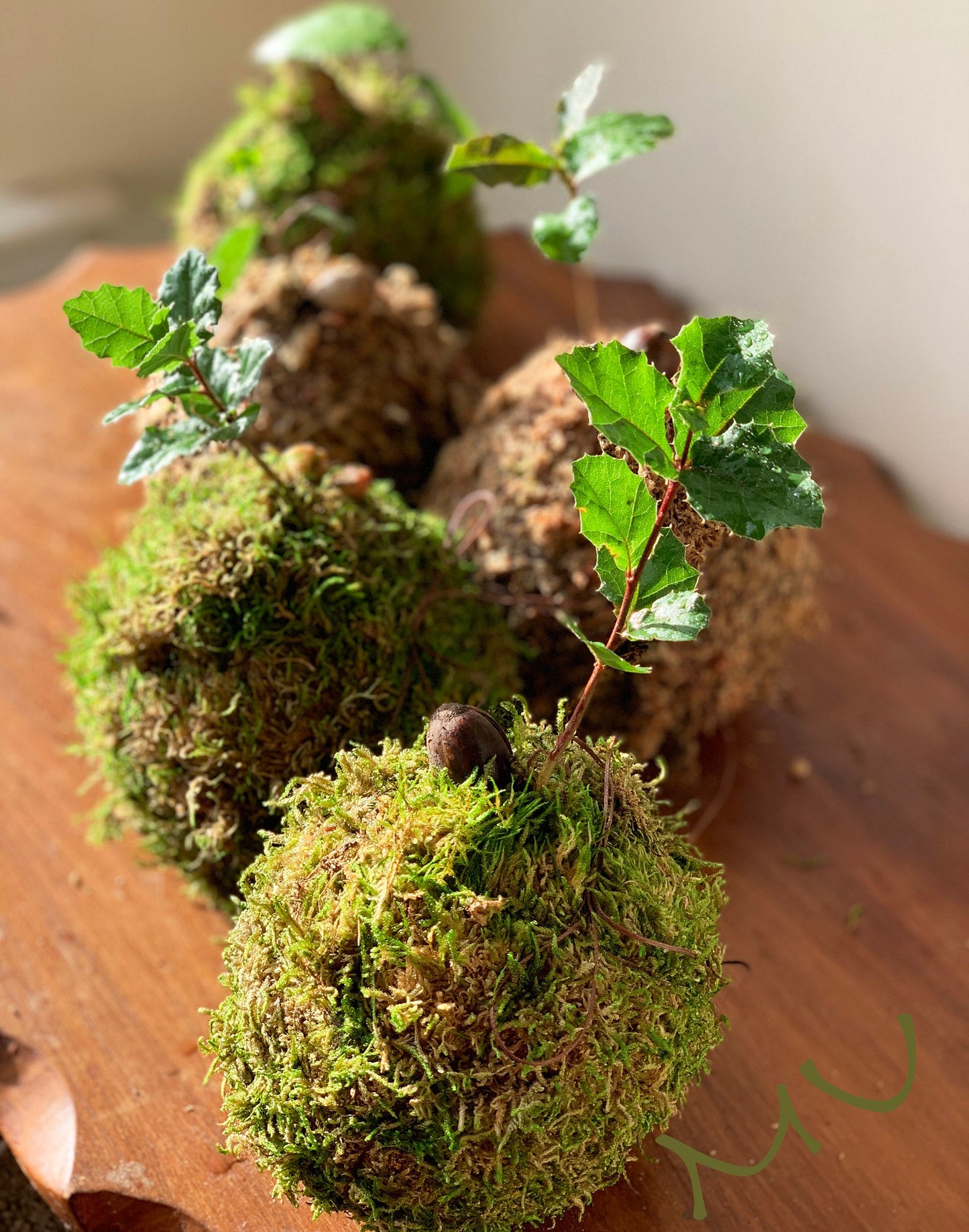 california coastal live bonsai OAK KOKEDAMA or in concrete STONE planter -zen garden art-bonsai art-minimalist
