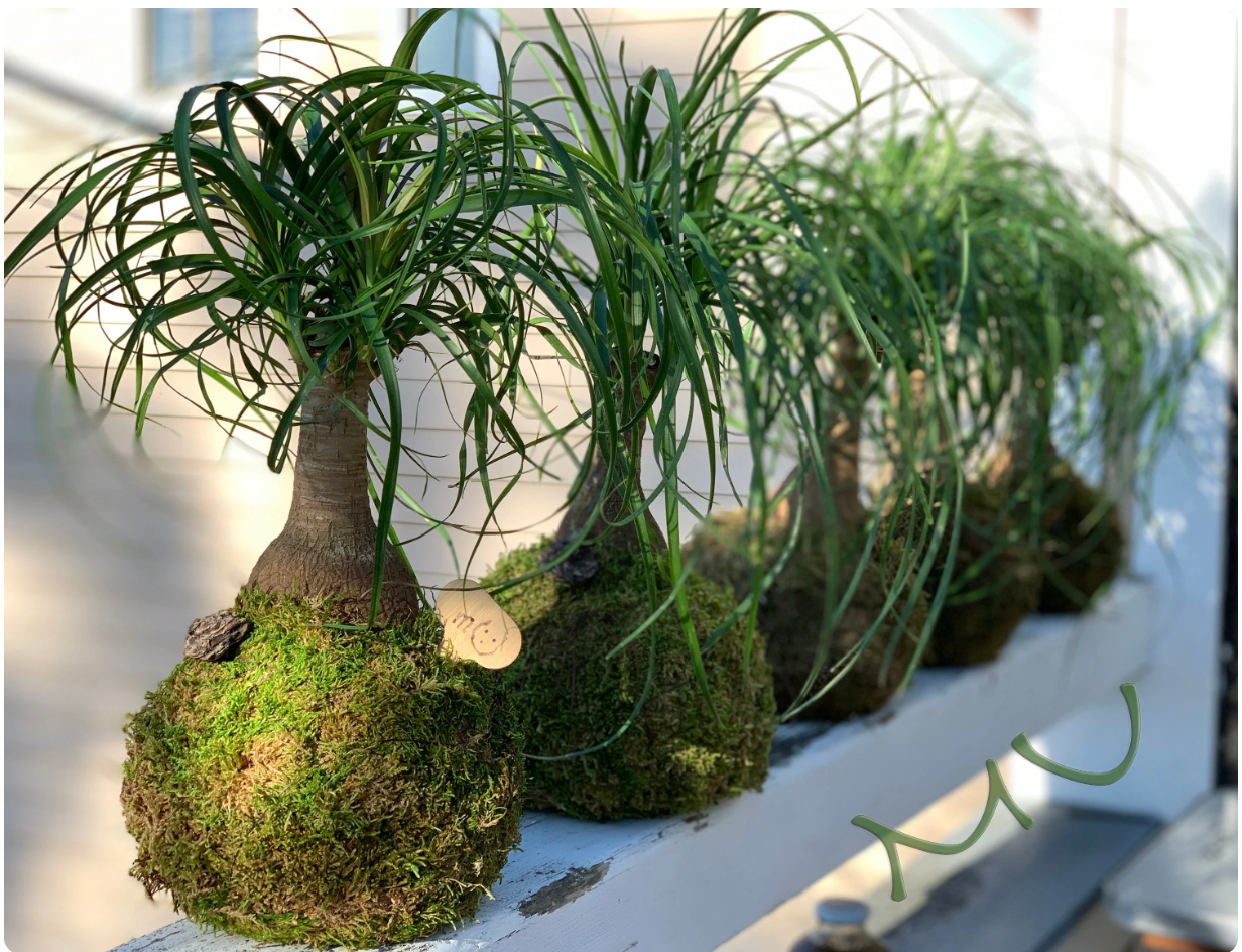 PONYTAIL PALM KOKEDAMA bonsai 7-8"x18-24" tall -bottle palm-easy care-centerpiece-bonsai-zen garden art-