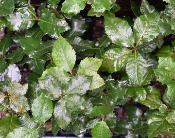 CALIFORNIA coast LIVE OAK seedlings ~quercus agrifolia~ seeds-saplings-rooted-bonsai