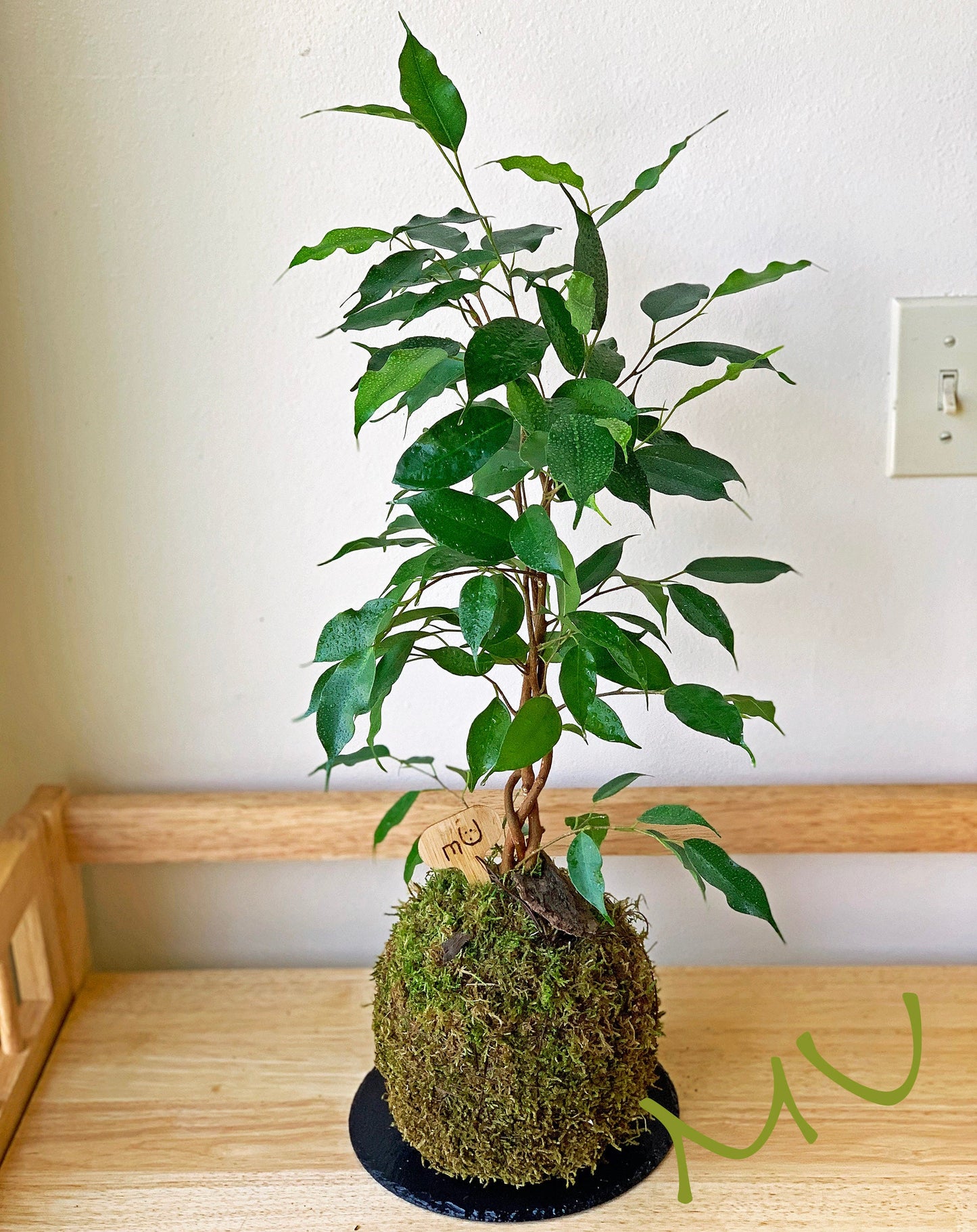 large-extra large FICUS BENJAMINA KOKEDAMA bonsai 8-11 x 20-37" -weeping fig-sacred banyan tree-ancient zen garden art-