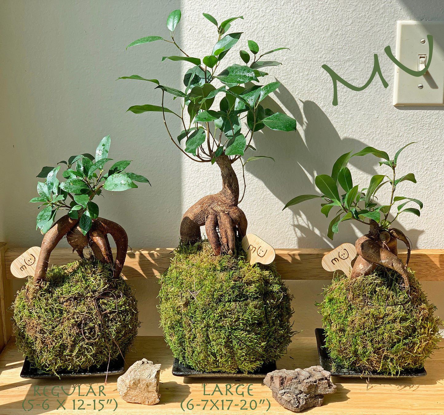 FICUS GINSENG KOKEDAMA banyan bonsai -ficus retusa-good fengshui plants-zen garden-plants with attitude-home gifts-