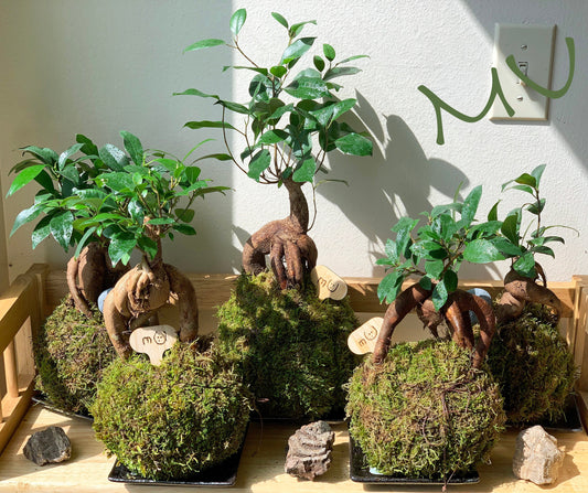 FICUS GINSENG KOKEDAMA banyan bonsai -ficus retusa-good fengshui plants-zen garden-plants with attitude-home gifts-