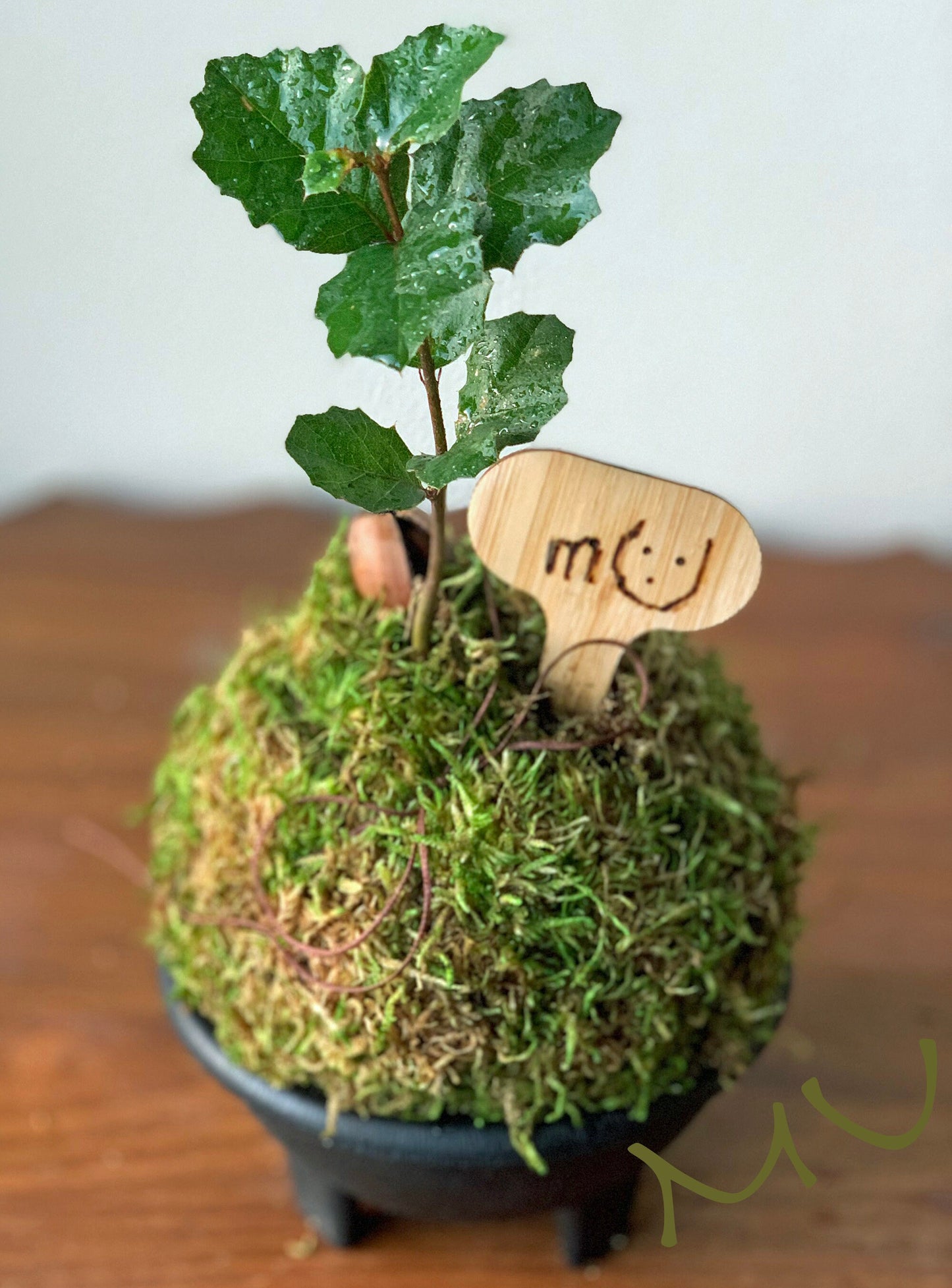 california coastal live bonsai OAK KOKEDAMA or in concrete STONE planter -zen garden art-bonsai art-minimalist