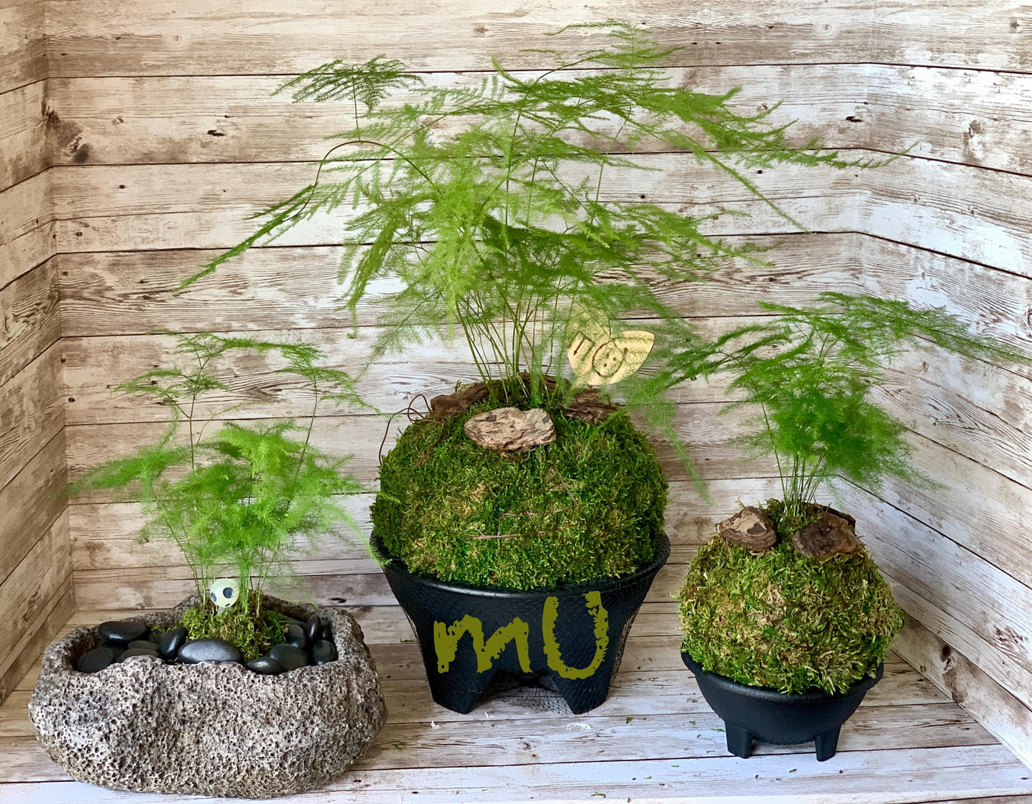 ASPARAGUS FERN KOKEDAMA or in stone planter -good fengshui plants-zen garden-plants with attitude-home gifts-minimalist-