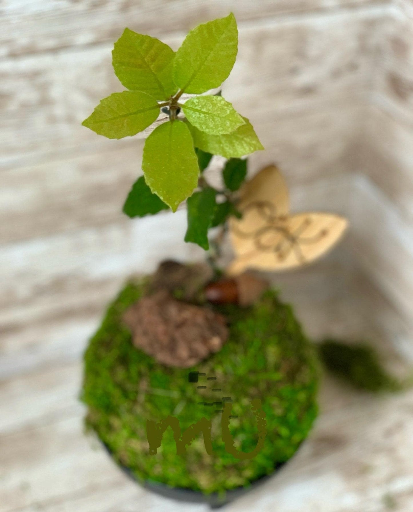 california coastal live bonsai OAK KOKEDAMA or in concrete STONE planter -zen garden art-bonsai art-minimalist