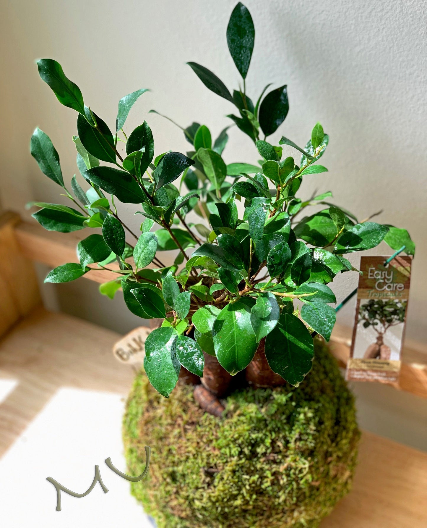 FICUS GINSENG KOKEDAMA banyan bonsai -ficus retusa-good fengshui plants-zen garden-plants with attitude-home gifts-