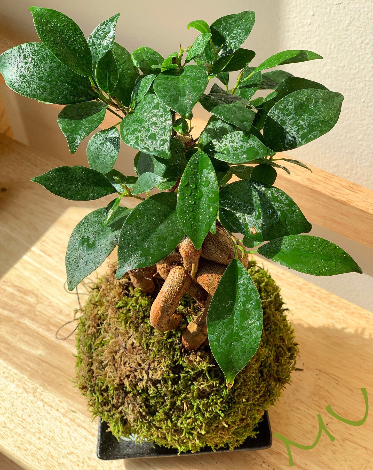 FICUS GINSENG KOKEDAMA banyan bonsai -ficus retusa-good fengshui plants-zen garden-plants with attitude-home gifts-