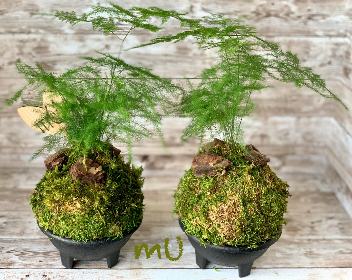 ASPARAGUS FERN KOKEDAMA or in stone planter -good fengshui plants-zen garden-plants with attitude-home gifts-minimalist-