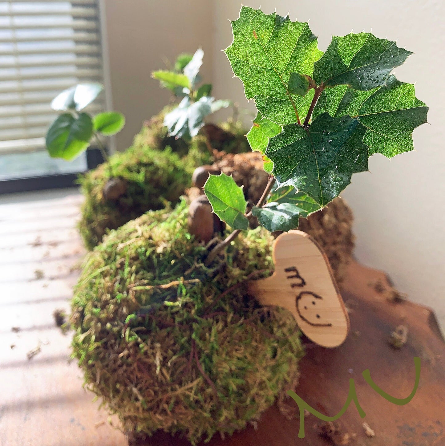 california coastal live bonsai OAK KOKEDAMA or in concrete STONE planter -zen garden art-bonsai art-minimalist