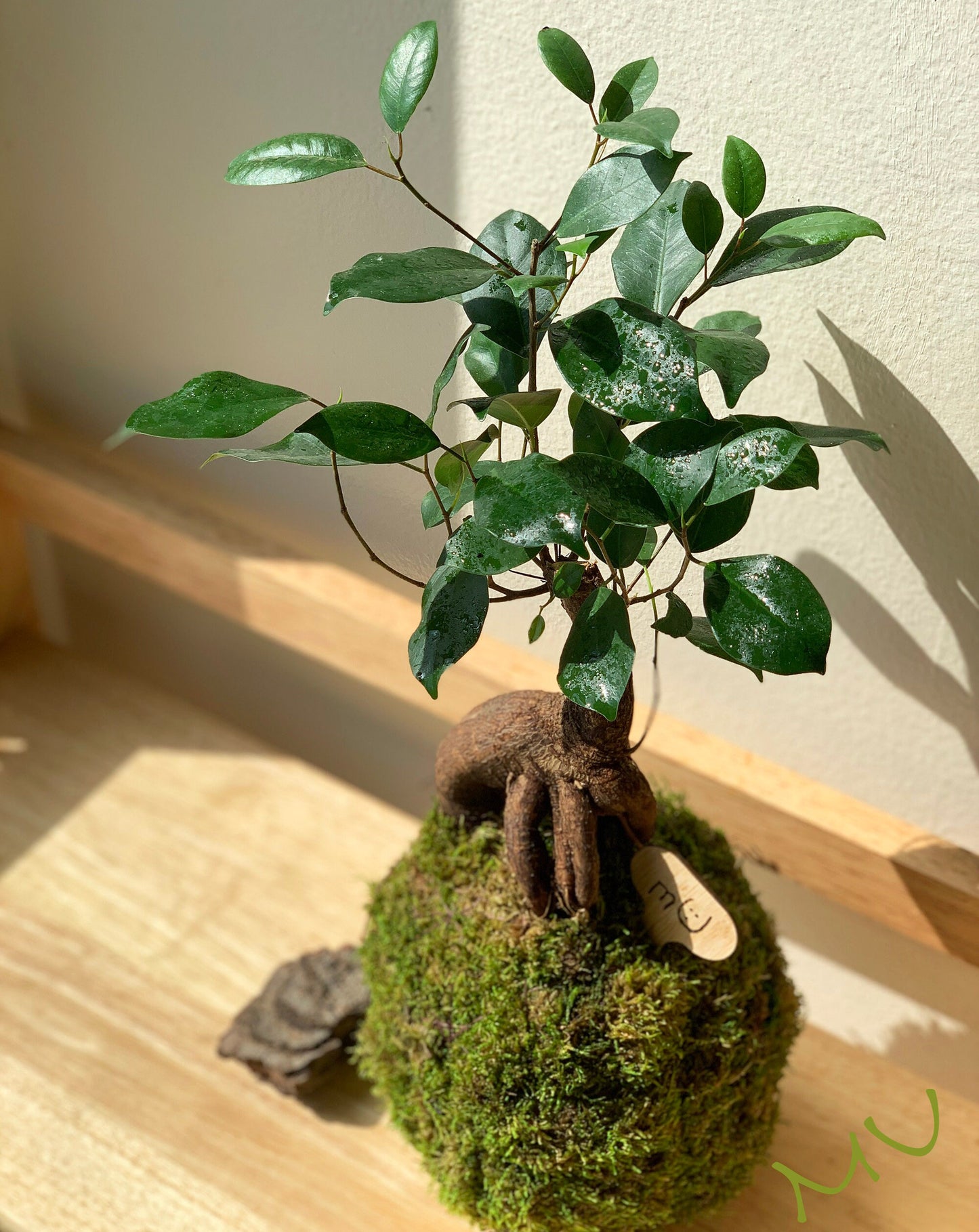 FICUS GINSENG KOKEDAMA banyan bonsai -ficus retusa-good fengshui plants-zen garden-plants with attitude-home gifts-
