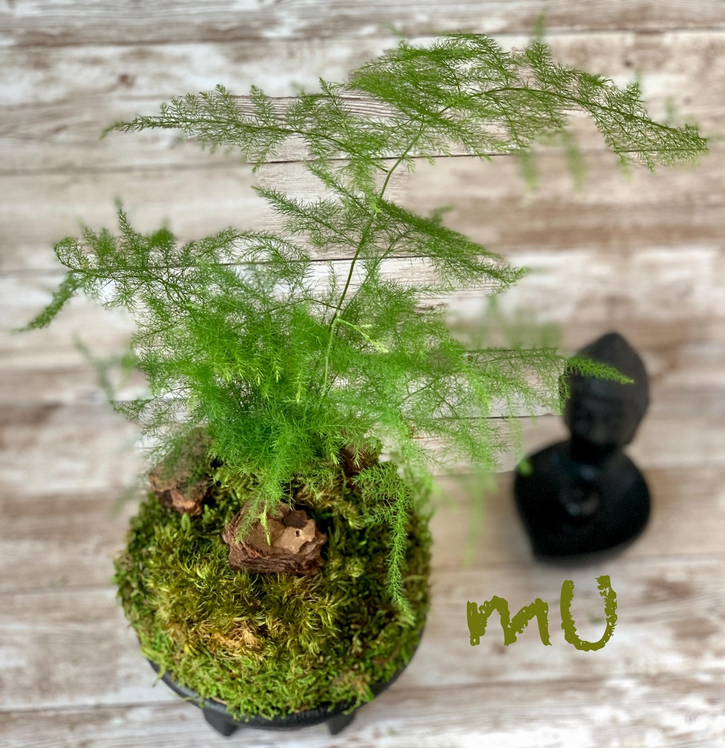 ASPARAGUS FERN KOKEDAMA or in stone planter -good fengshui plants-zen garden-plants with attitude-home gifts-minimalist-
