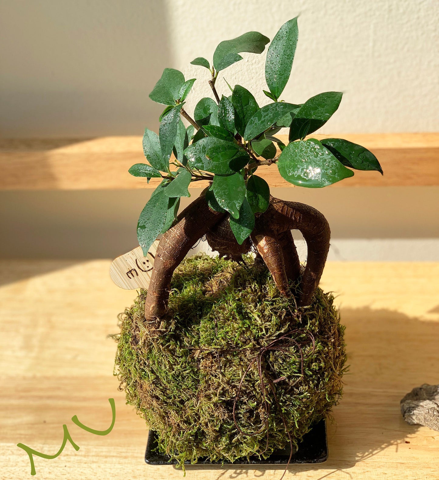FICUS GINSENG KOKEDAMA banyan bonsai -ficus retusa-good fengshui plants-zen garden-plants with attitude-home gifts-
