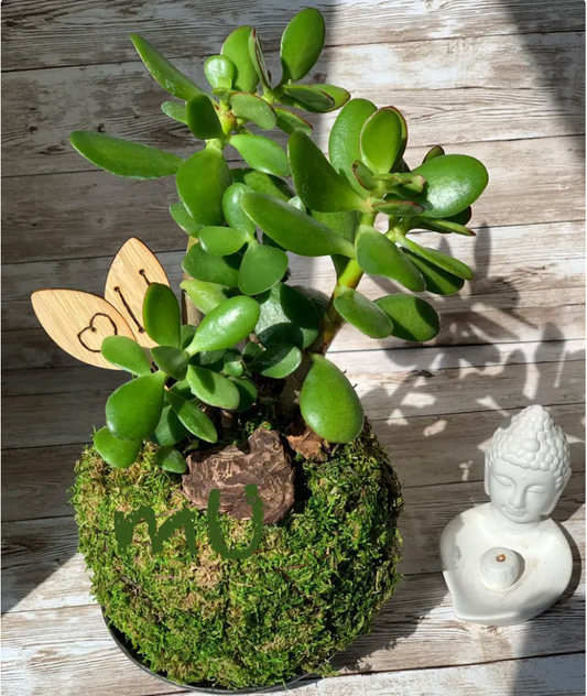 BONSAI JADE KOKEDAMA