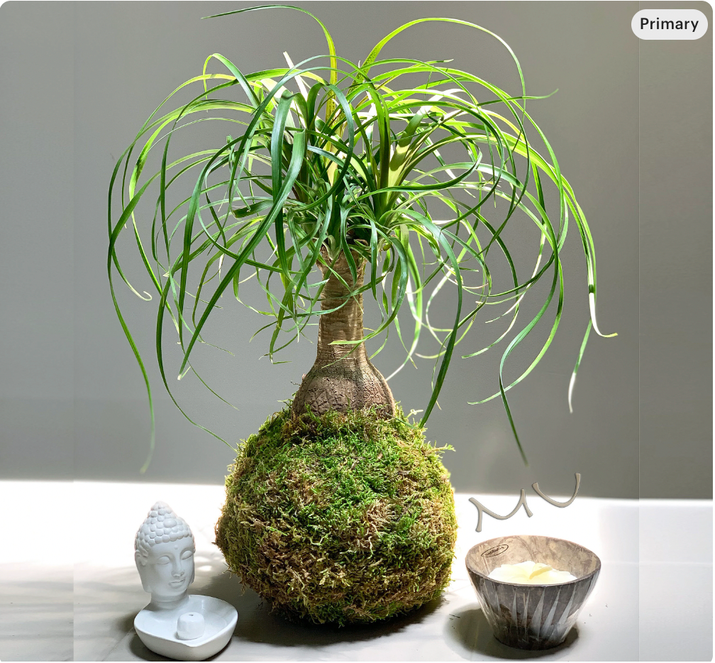 PONYTAIL PALM KOKEDAMA bonsai 7-8"x18-24" tall -bottle palm-easy care-centerpiece-bonsai-zen garden art-
