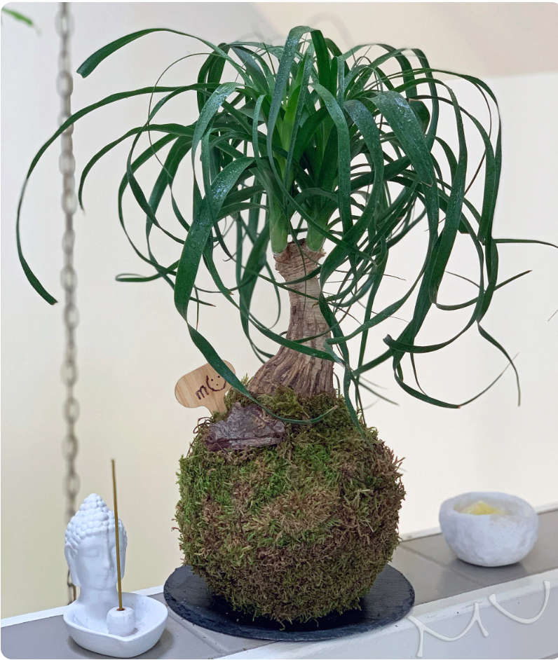 PONYTAIL PALM KOKEDAMA bonsai 7-8"x18-24" tall -bottle palm-easy care-centerpiece-bonsai-zen garden art-