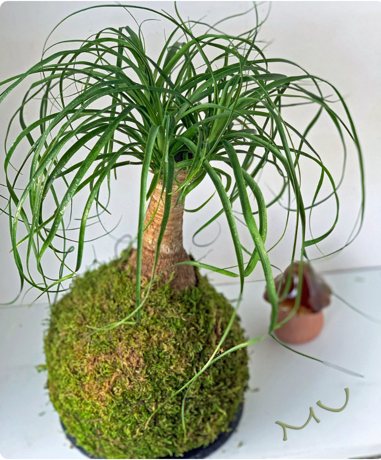 PONYTAIL PALM KOKEDAMA bonsai 7-8"x18-24" tall -bottle palm-easy care-centerpiece-bonsai-zen garden art-