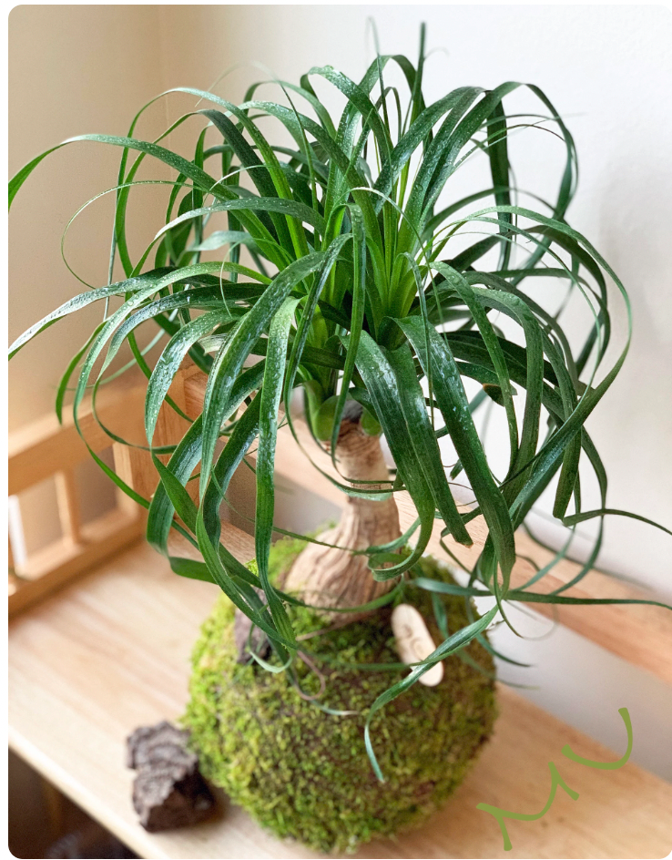 PONYTAIL PALM KOKEDAMA bonsai 7-8"x18-24" tall -bottle palm-easy care-centerpiece-bonsai-zen garden art-