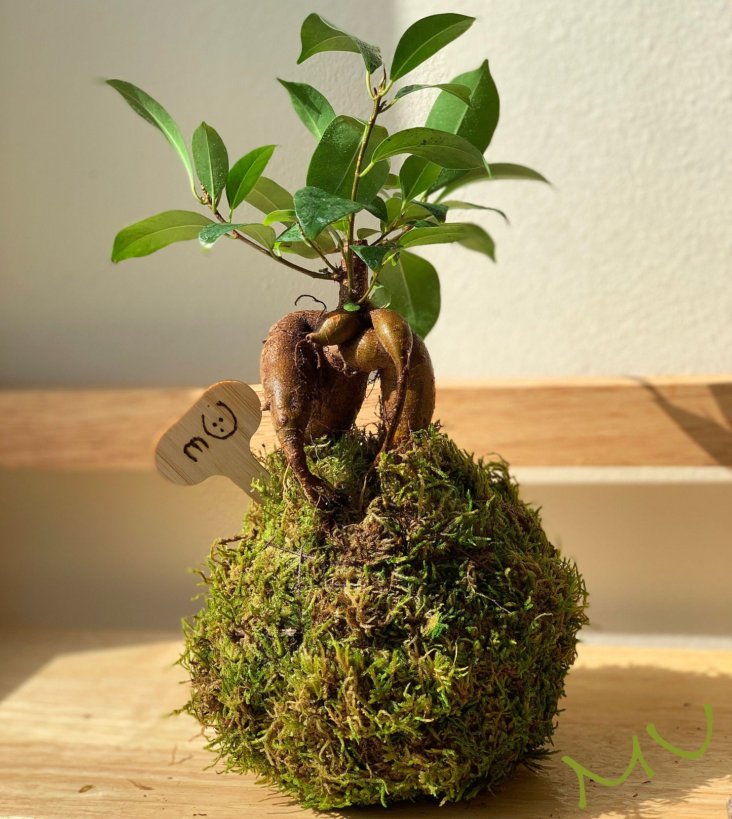 FICUS GINSENG KOKEDAMA banyan bonsai -ficus retusa-good fengshui plants-zen garden-plants with attitude-home gifts-