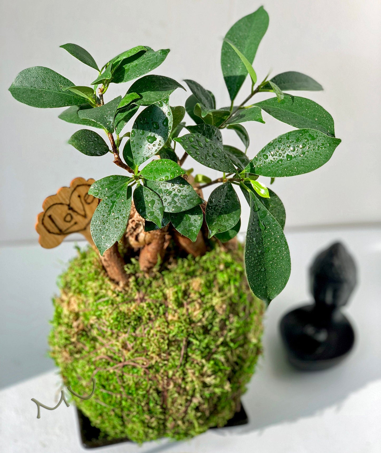 FICUS GINSENG KOKEDAMA banyan bonsai -ficus retusa-good fengshui plants-zen garden-plants with attitude-home gifts-