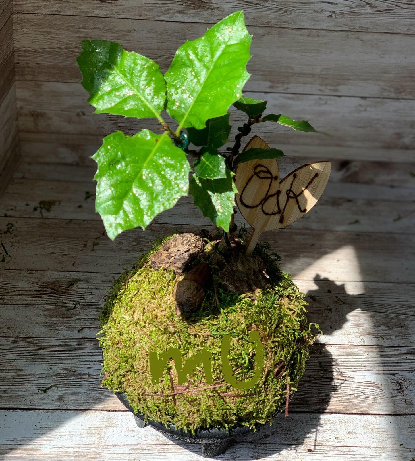 california coastal live bonsai OAK KOKEDAMA or in concrete STONE planter -zen garden art-bonsai art-minimalist