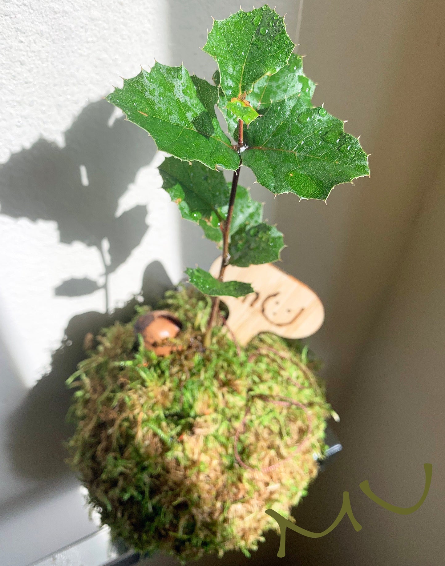 california coastal live bonsai OAK KOKEDAMA or in concrete STONE planter -zen garden art-bonsai art-minimalist
