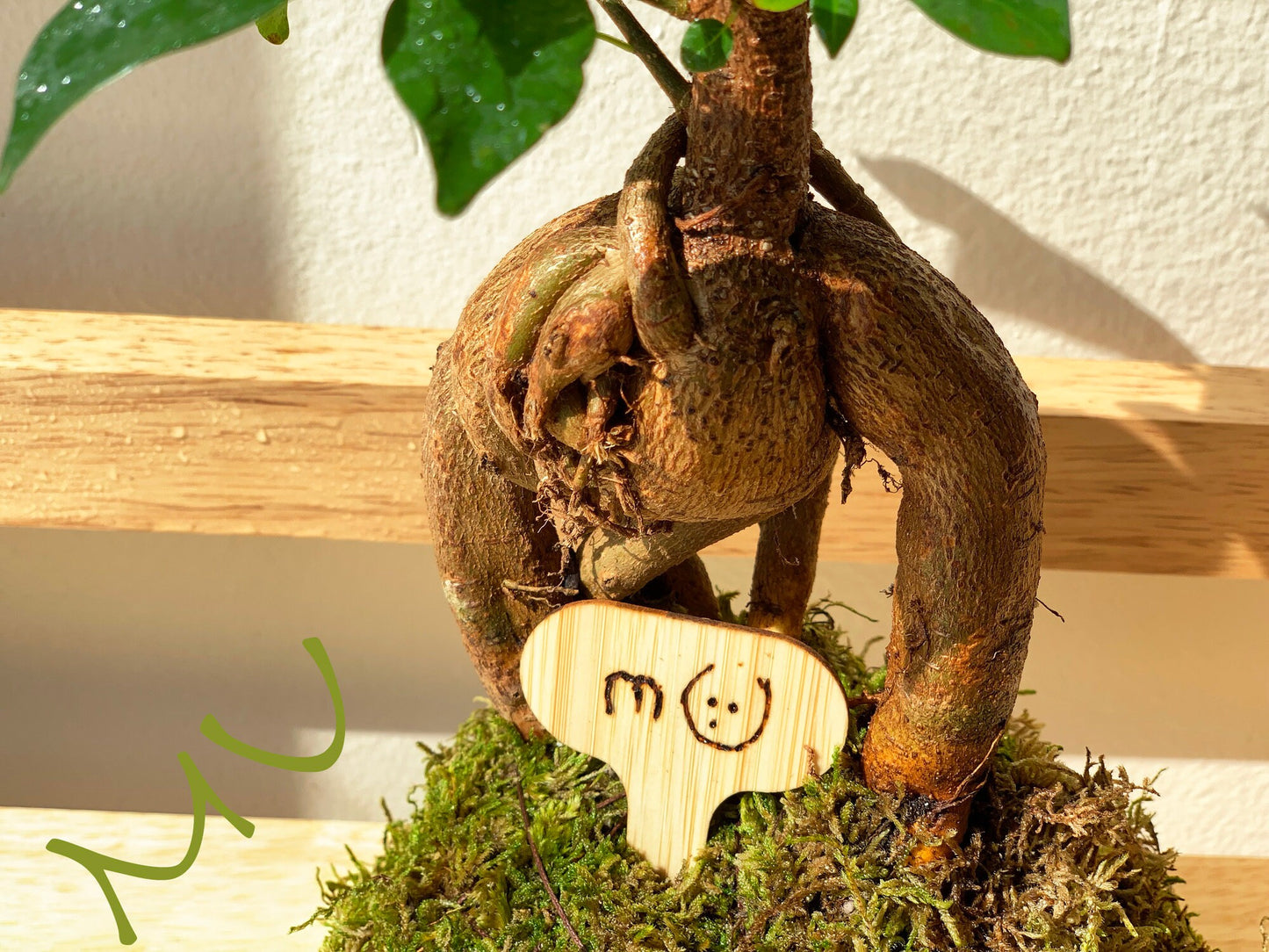FICUS GINSENG KOKEDAMA banyan bonsai -ficus retusa-good fengshui plants-zen garden-plants with attitude-home gifts-