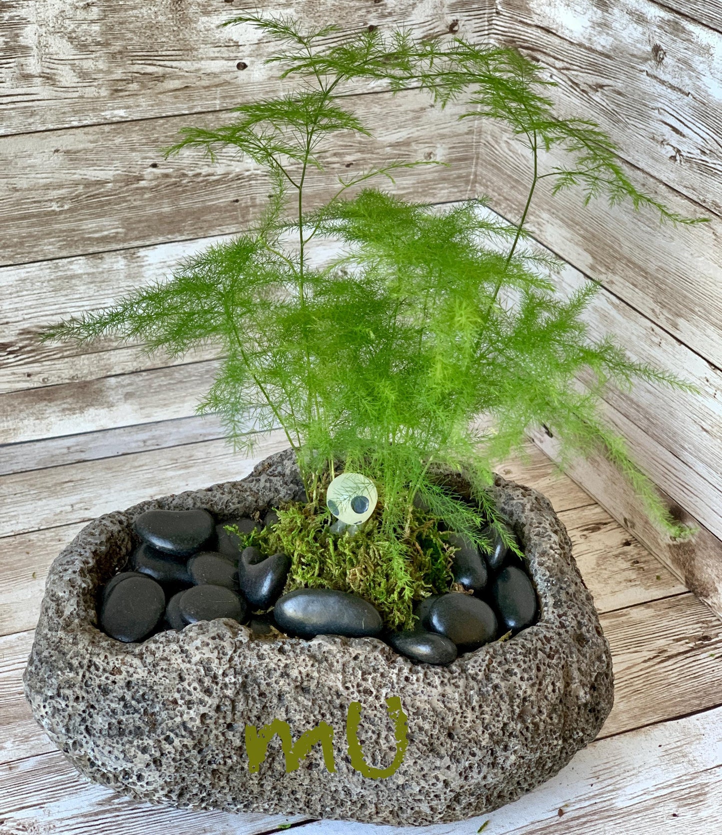 ASPARAGUS FERN KOKEDAMA or in stone planter -good fengshui plants-zen garden-plants with attitude-home gifts-minimalist-