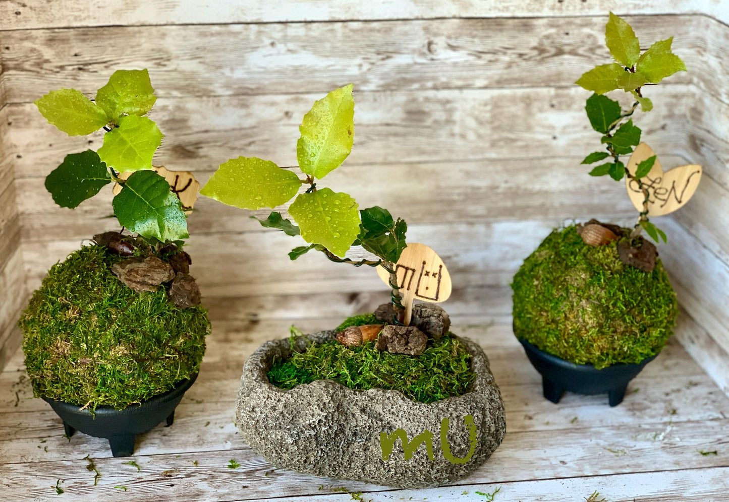california coastal live bonsai OAK KOKEDAMA or in concrete STONE planter -zen garden art-bonsai art-minimalist