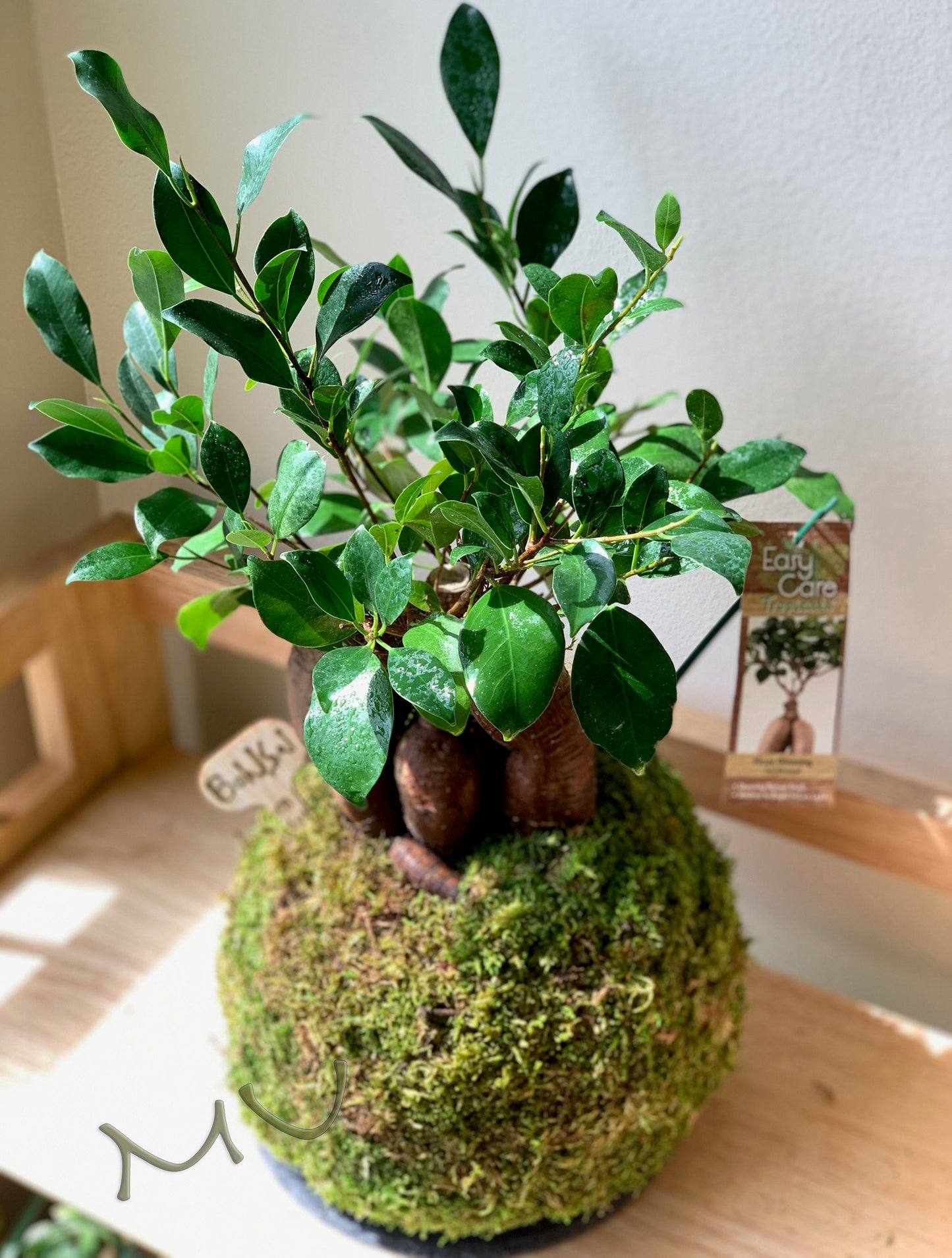 FICUS GINSENG KOKEDAMA banyan bonsai -ficus retusa-good fengshui plants-zen garden-plants with attitude-home gifts-