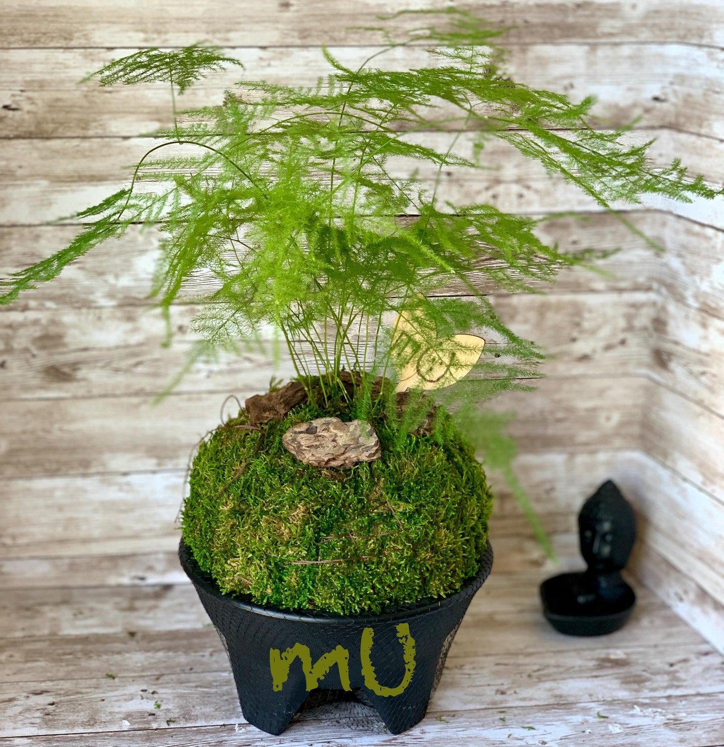 ASPARAGUS FERN KOKEDAMA or in stone planter -good fengshui plants-zen garden-plants with attitude-home gifts-minimalist-