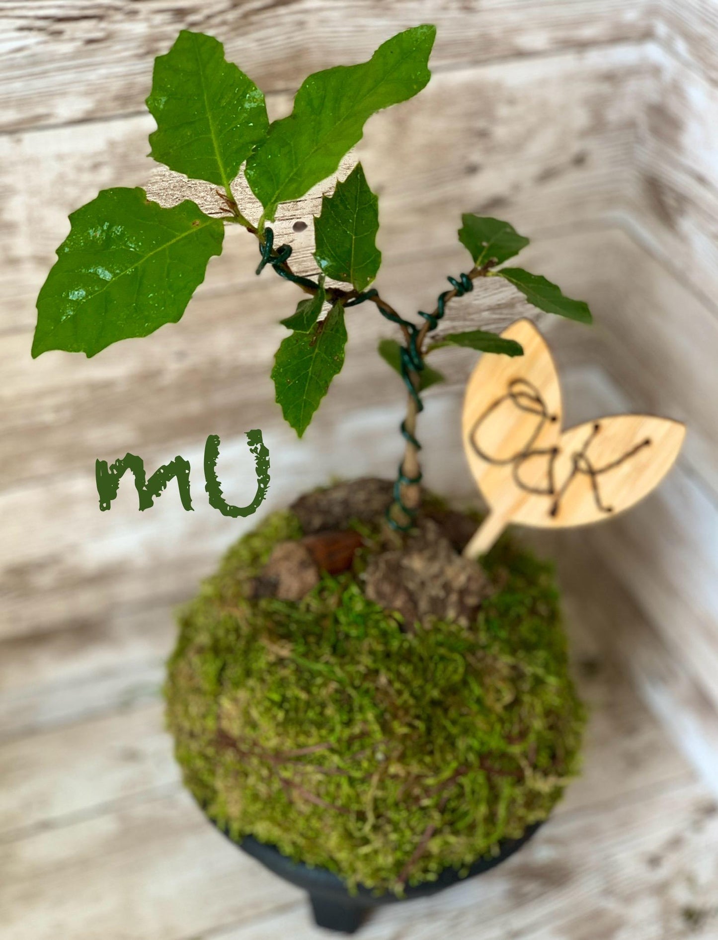 california coastal live bonsai OAK KOKEDAMA or in concrete STONE planter -zen garden art-bonsai art-minimalist