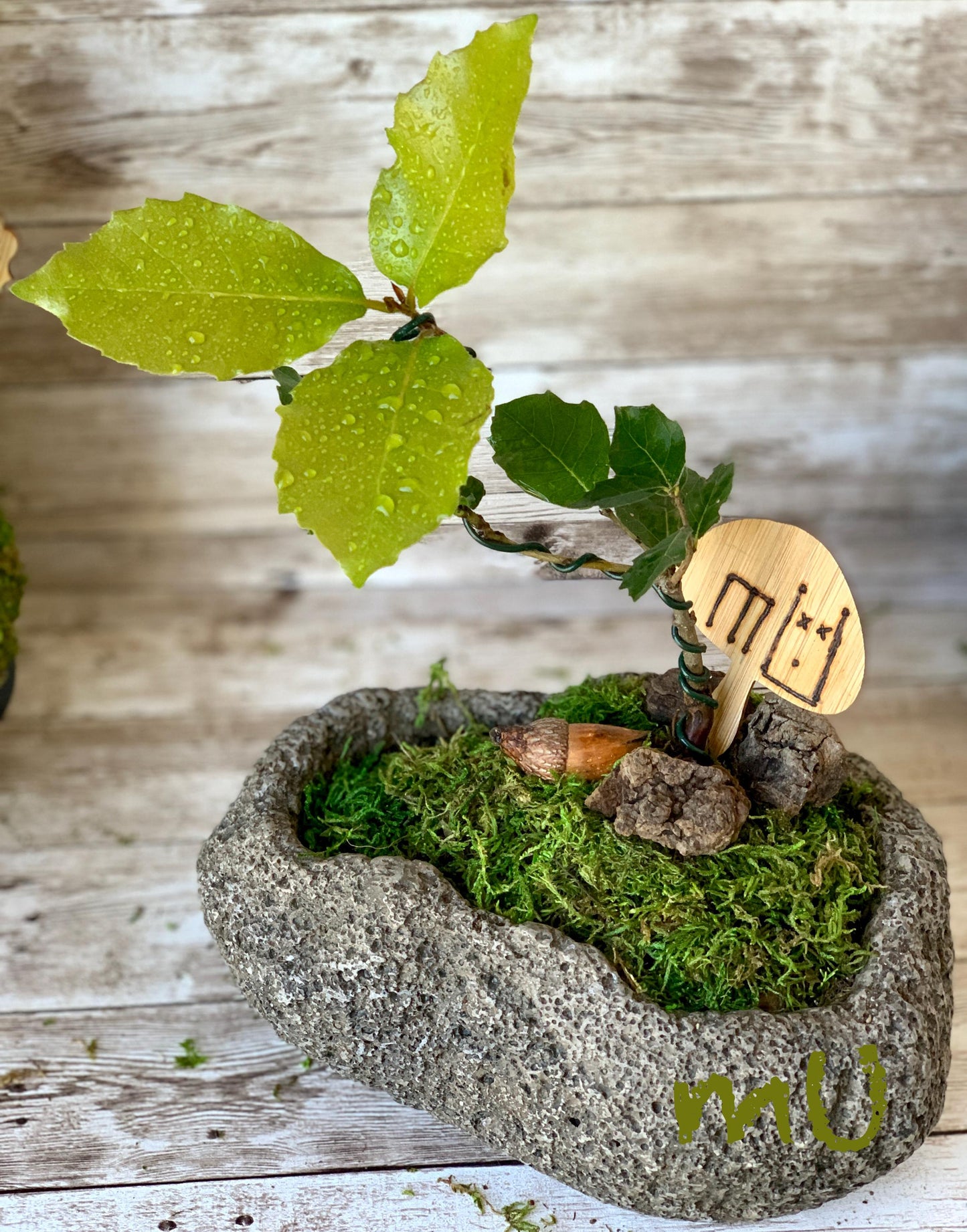 california coastal live bonsai OAK KOKEDAMA or in concrete STONE planter -zen garden art-bonsai art-minimalist