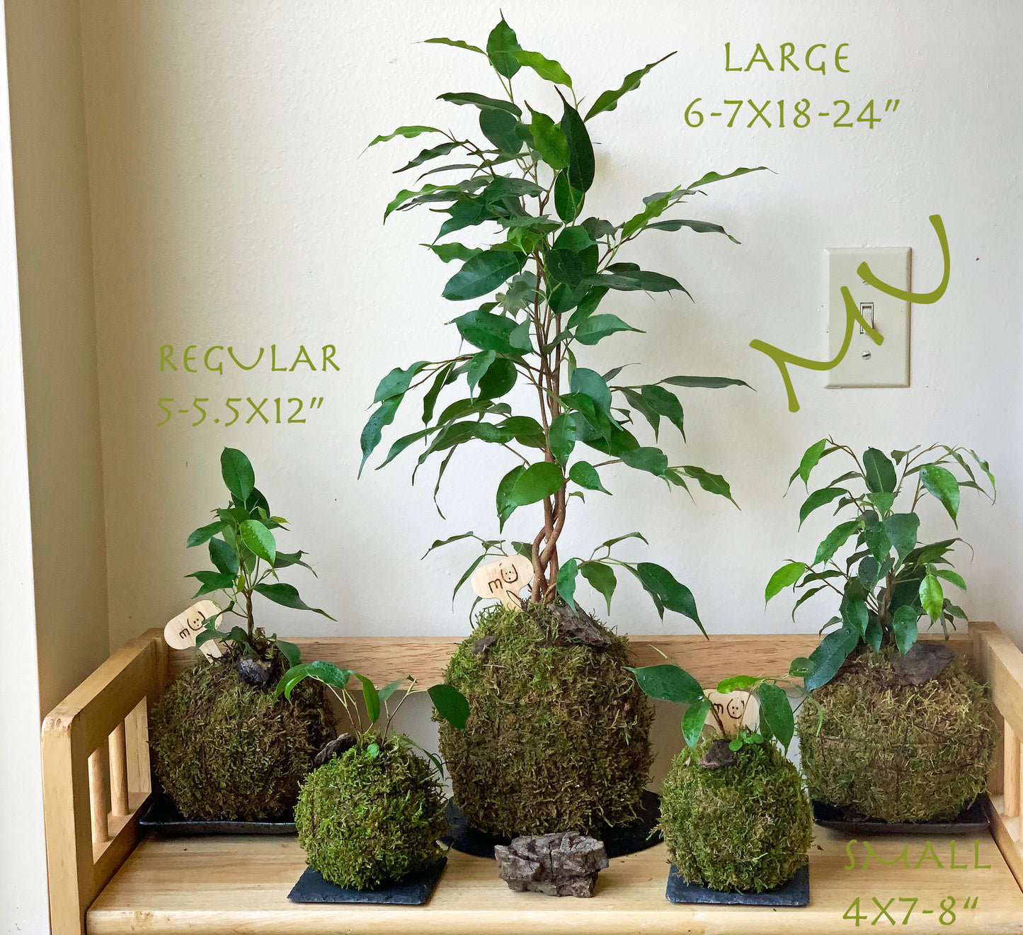 large-extra large FICUS BENJAMINA KOKEDAMA bonsai 8-11 x 20-37" -weeping fig-sacred banyan tree-ancient zen garden art-