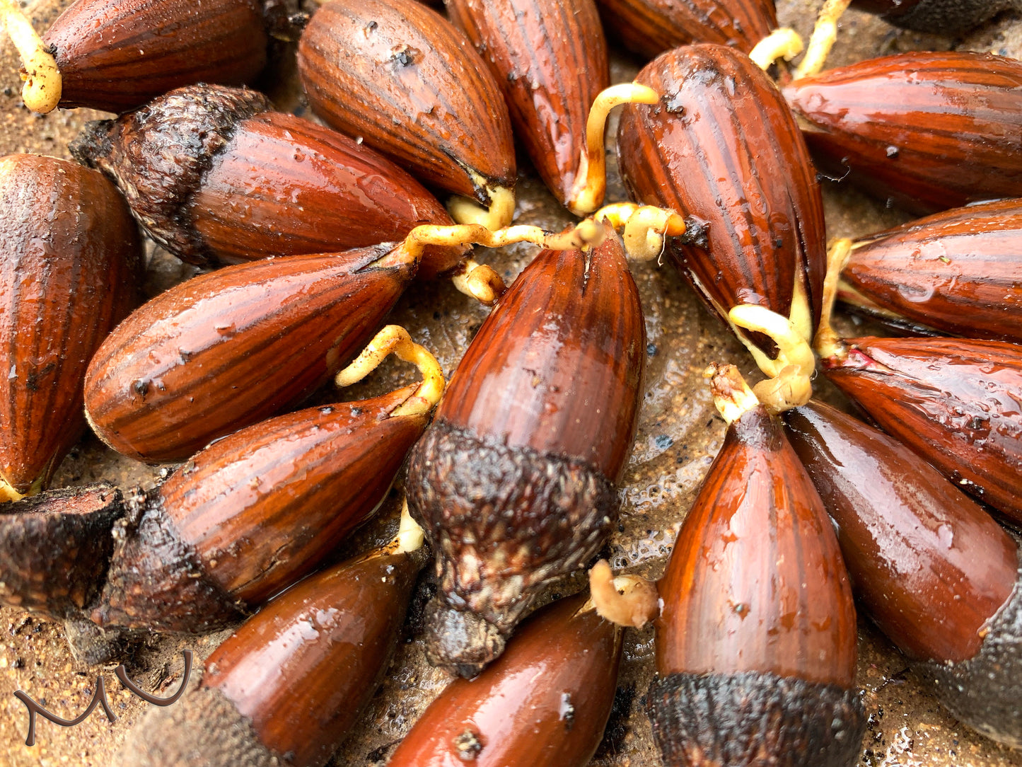 fresh rooted CALIFORNIA coastal live OAK ACORNS ~quercus agrifolia~ seeds-seedlings-saplings-sprouted-bonsai