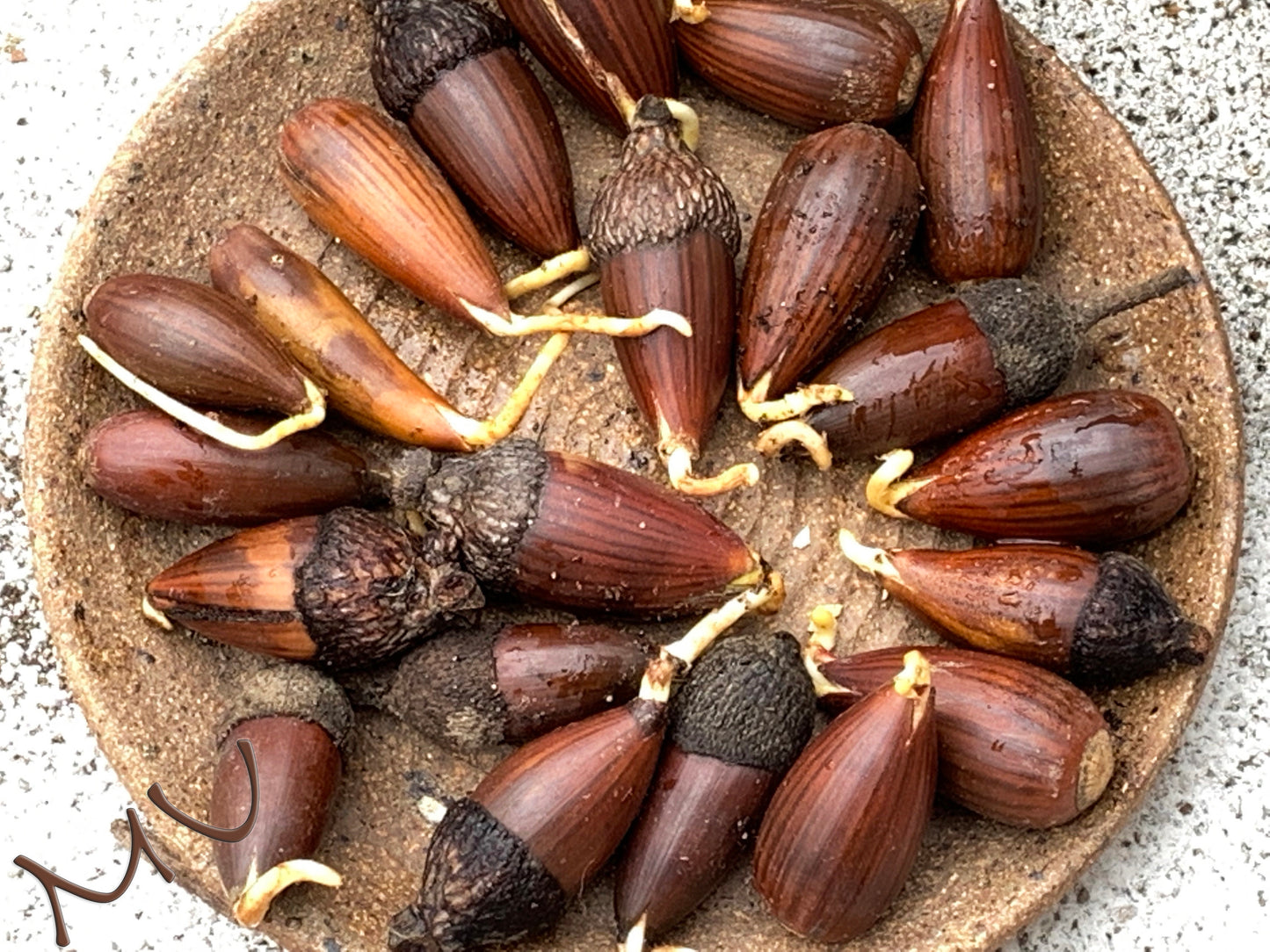 fresh rooted CALIFORNIA coastal live OAK ACORNS ~quercus agrifolia~ seeds-seedlings-saplings-sprouted-bonsai