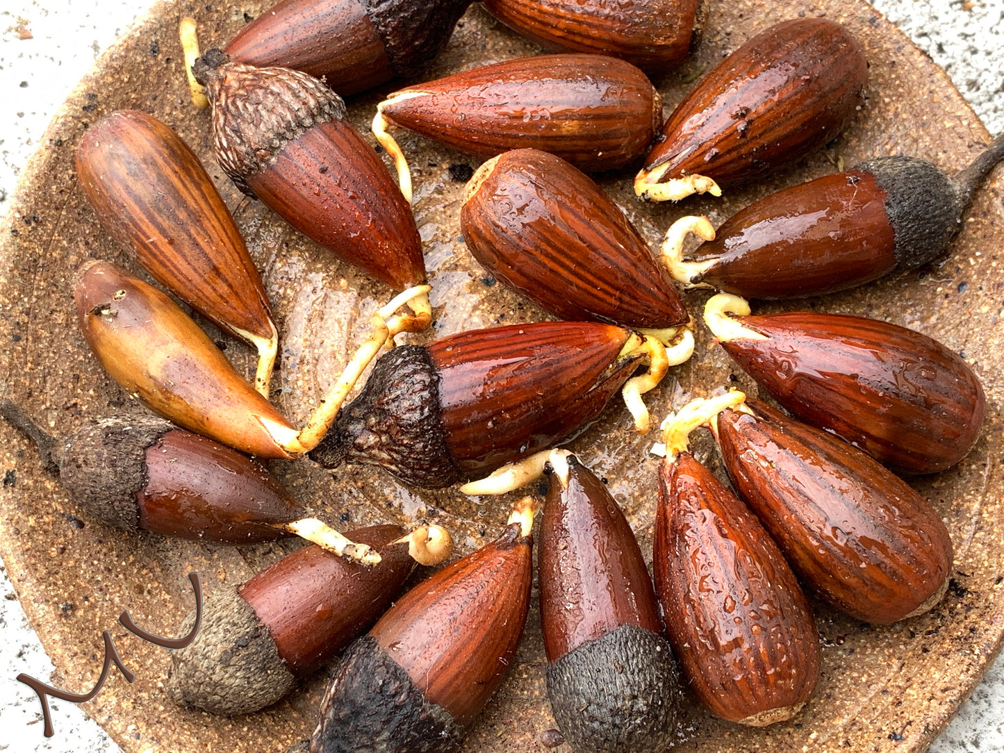 fresh rooted CALIFORNIA coastal live OAK ACORNS ~quercus agrifolia~ seeds-seedlings-saplings-sprouted-bonsai