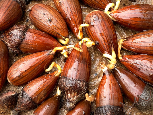 fresh rooted CALIFORNIA coastal live OAK ACORNS ~quercus agrifolia~ seeds-seedlings-saplings-sprouted-bonsai
