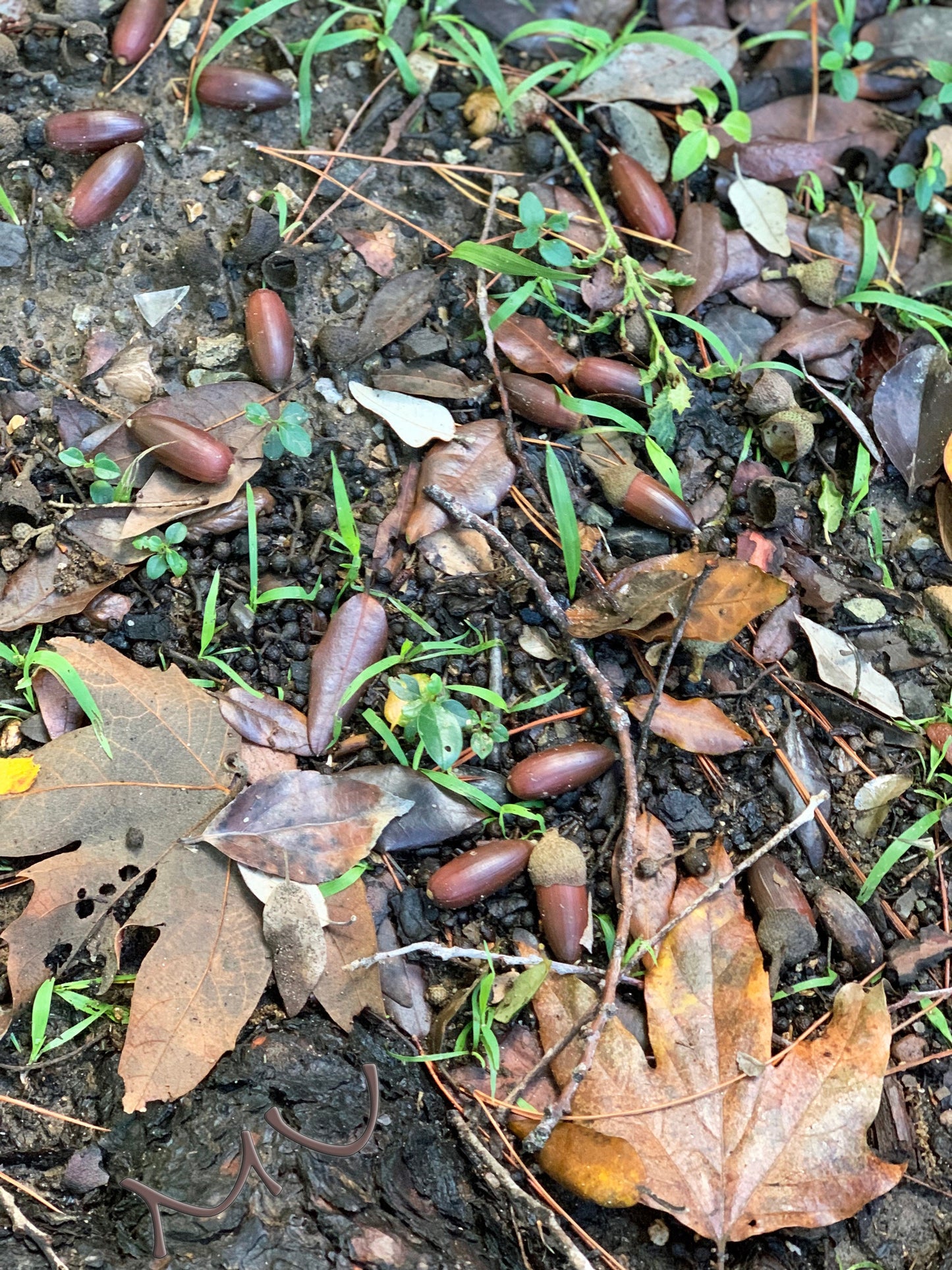 fresh rooted CALIFORNIA coastal live OAK ACORNS ~quercus agrifolia~ seeds-seedlings-saplings-sprouted-bonsai