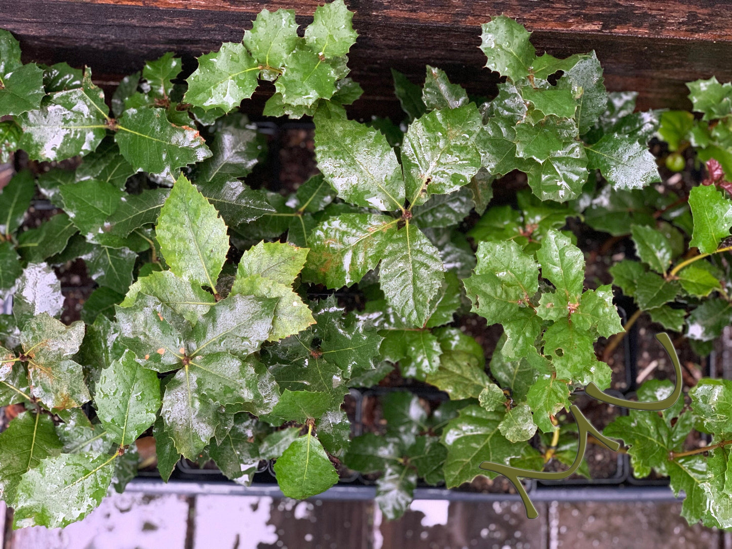 CALIFORNIA coast LIVE OAK seedlings ~quercus agrifolia~ seeds-saplings-rooted-bonsai