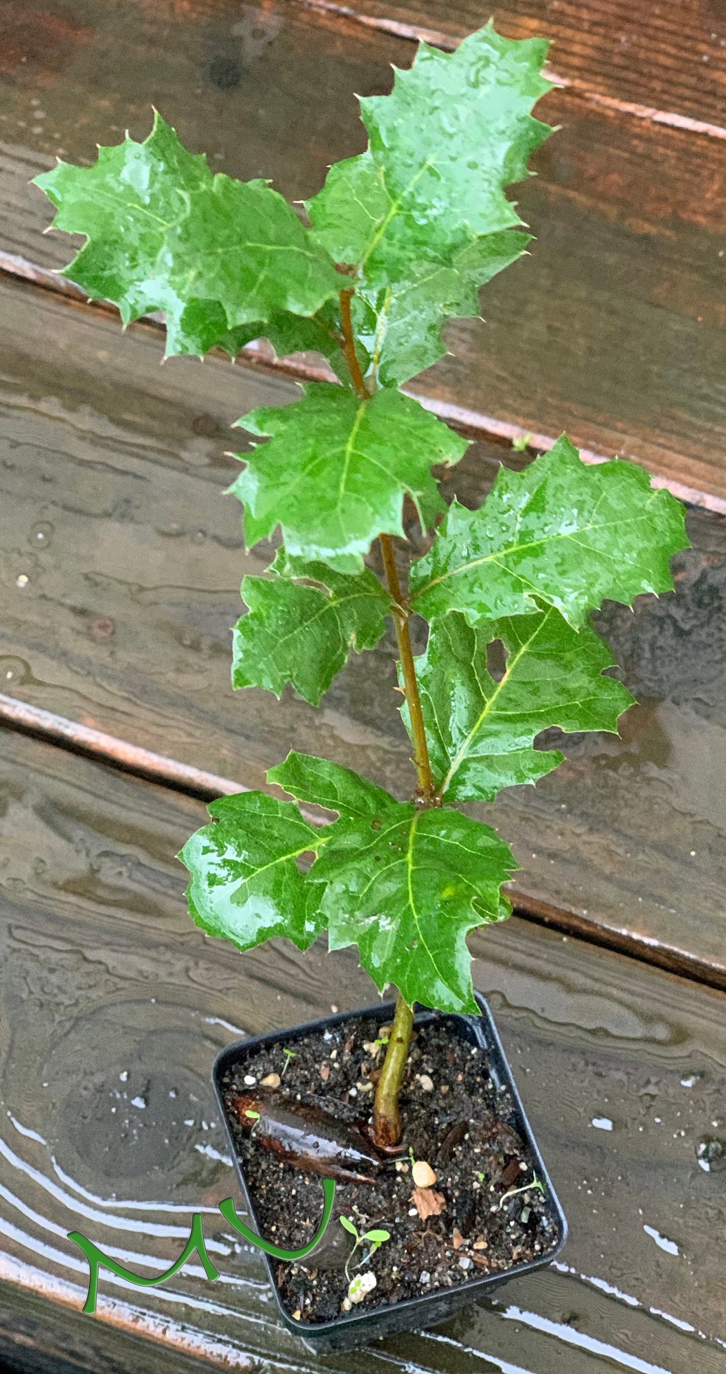 CALIFORNIA coast LIVE OAK seedlings ~quercus agrifolia~ seeds-saplings-rooted-bonsai