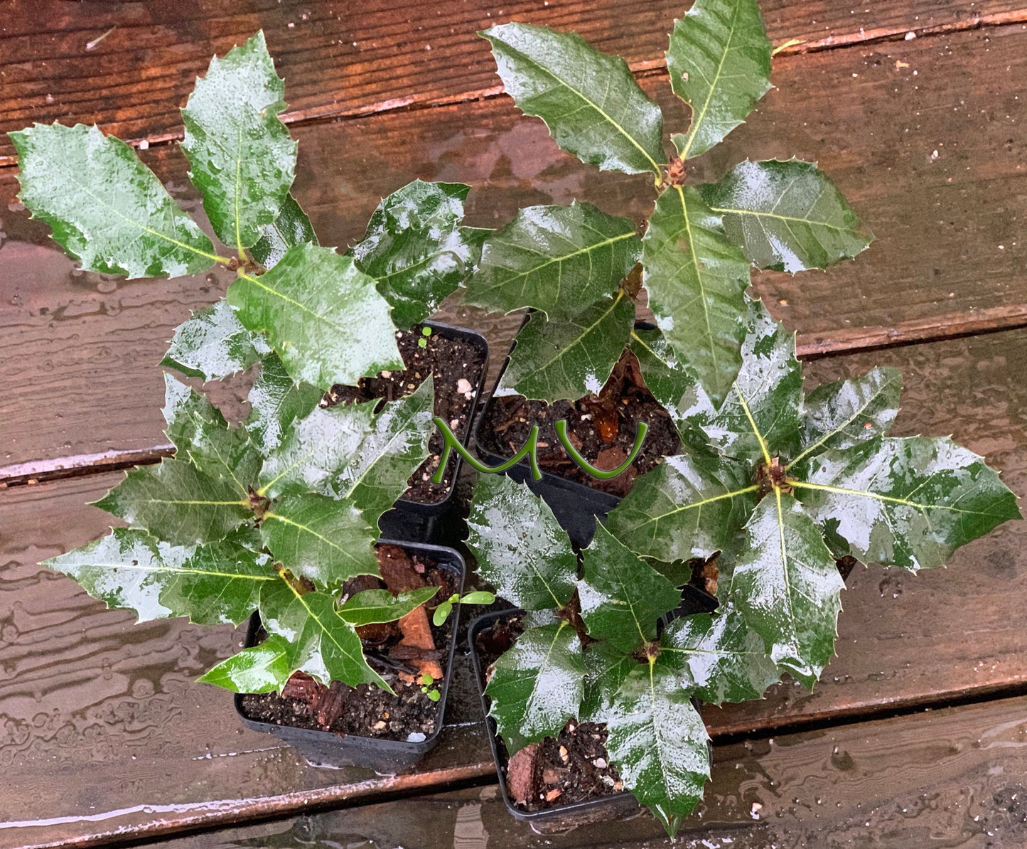 CALIFORNIA coast LIVE OAK seedlings ~quercus agrifolia~ seeds-saplings-rooted-bonsai