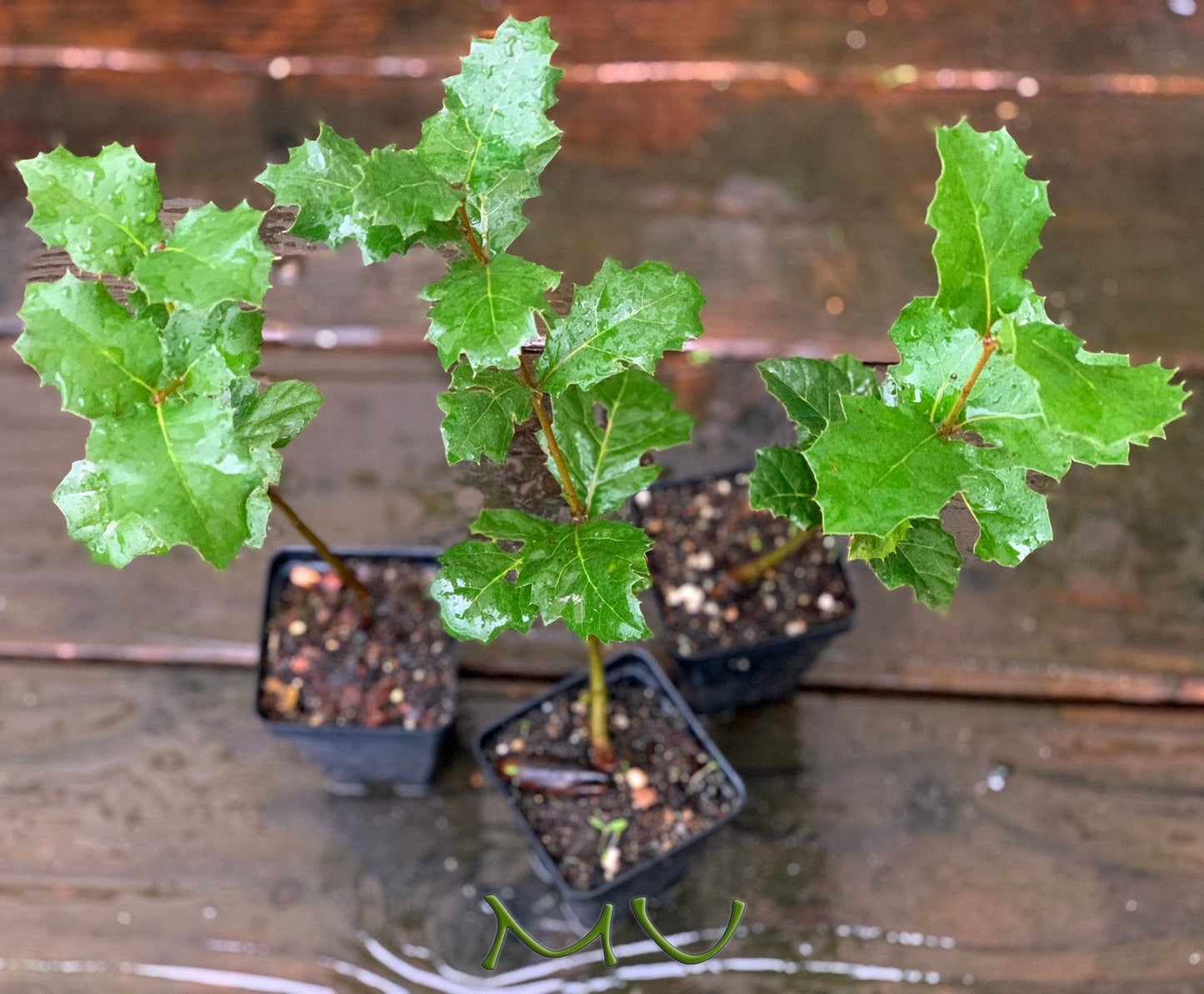 CALIFORNIA coast LIVE OAK seedlings ~quercus agrifolia~ seeds-saplings-rooted-bonsai