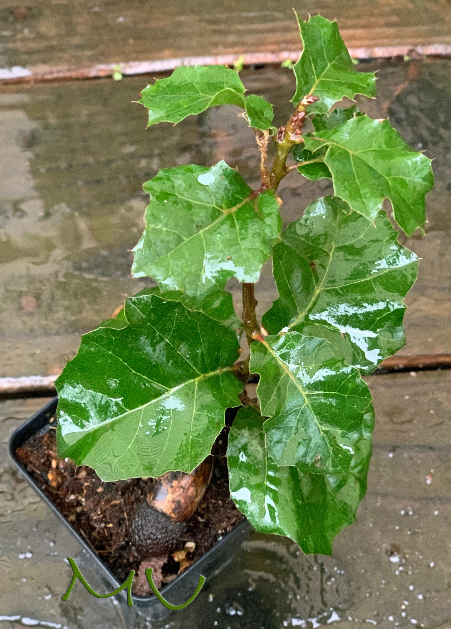 CALIFORNIA coast LIVE OAK seedlings ~quercus agrifolia~ seeds-saplings-rooted-bonsai