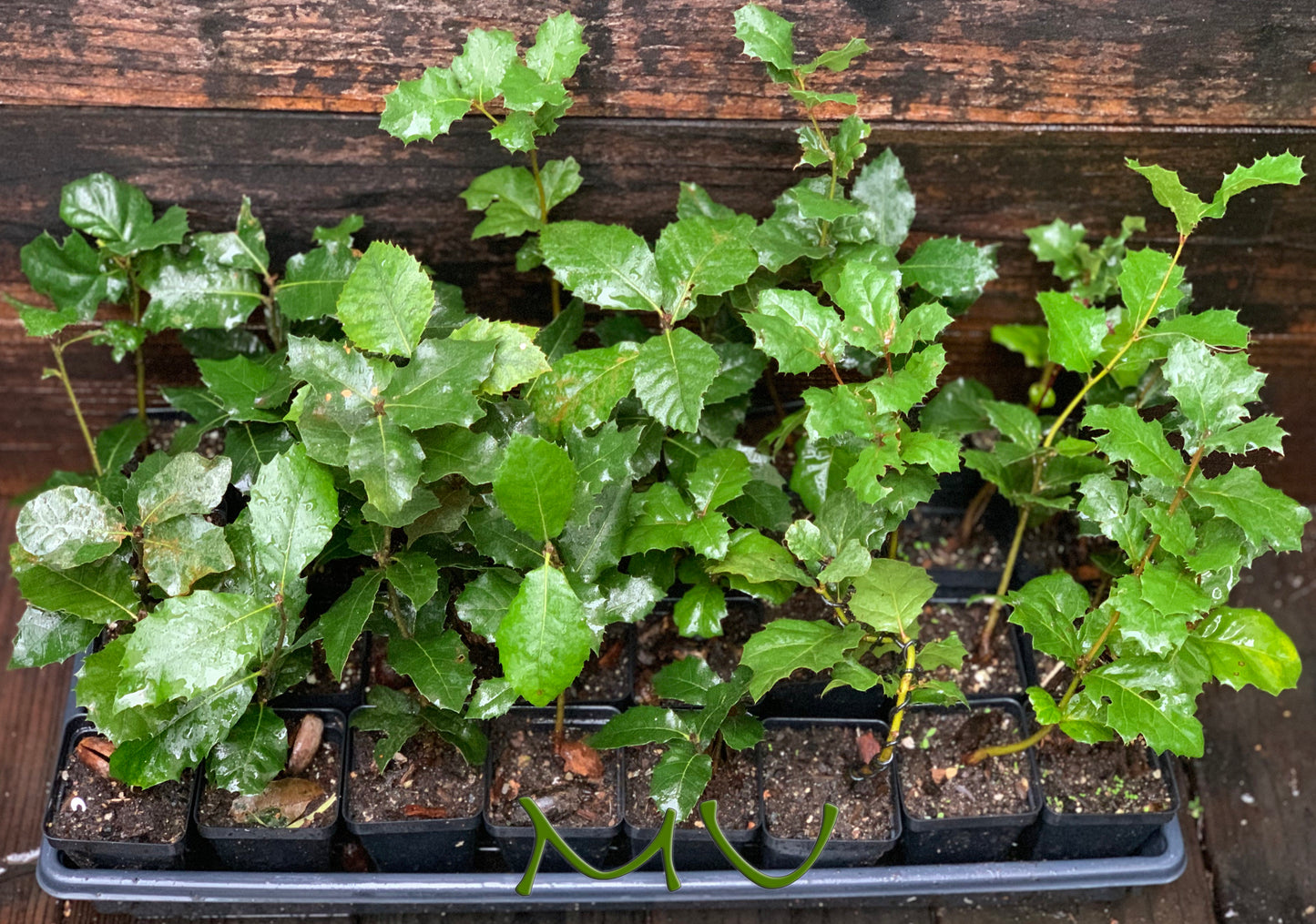 CALIFORNIA coast LIVE OAK seedlings ~quercus agrifolia~ seeds-saplings-rooted-bonsai