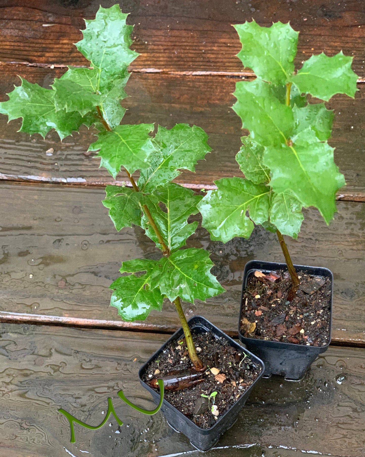 CALIFORNIA coast LIVE OAK seedlings ~quercus agrifolia~ seeds-saplings-rooted-bonsai