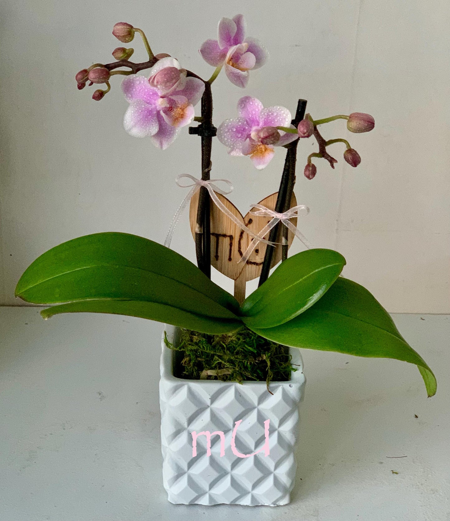 PETITE phalaenopsis moth ORCHID in mini pot -bonsai art-zen garden art-romantic gifts-mother's day-valentine's day-minimalist