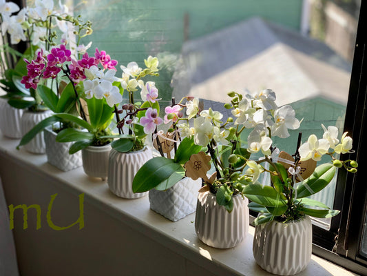 PETITE phalaenopsis moth ORCHID in mini pot -bonsai art-zen garden art-romantic gifts-mother's day-valentine's day-minimalist