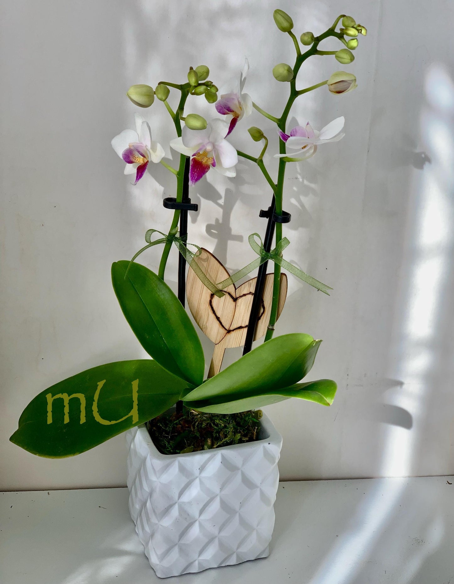 PETITE phalaenopsis moth ORCHID in mini pot -bonsai art-zen garden art-romantic gifts-mother's day-valentine's day-minimalist