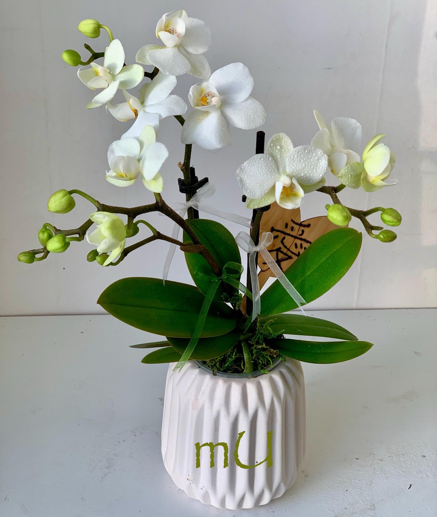 PETITE phalaenopsis moth ORCHID in mini pot -bonsai art-zen garden art-romantic gifts-mother's day-valentine's day-minimalist