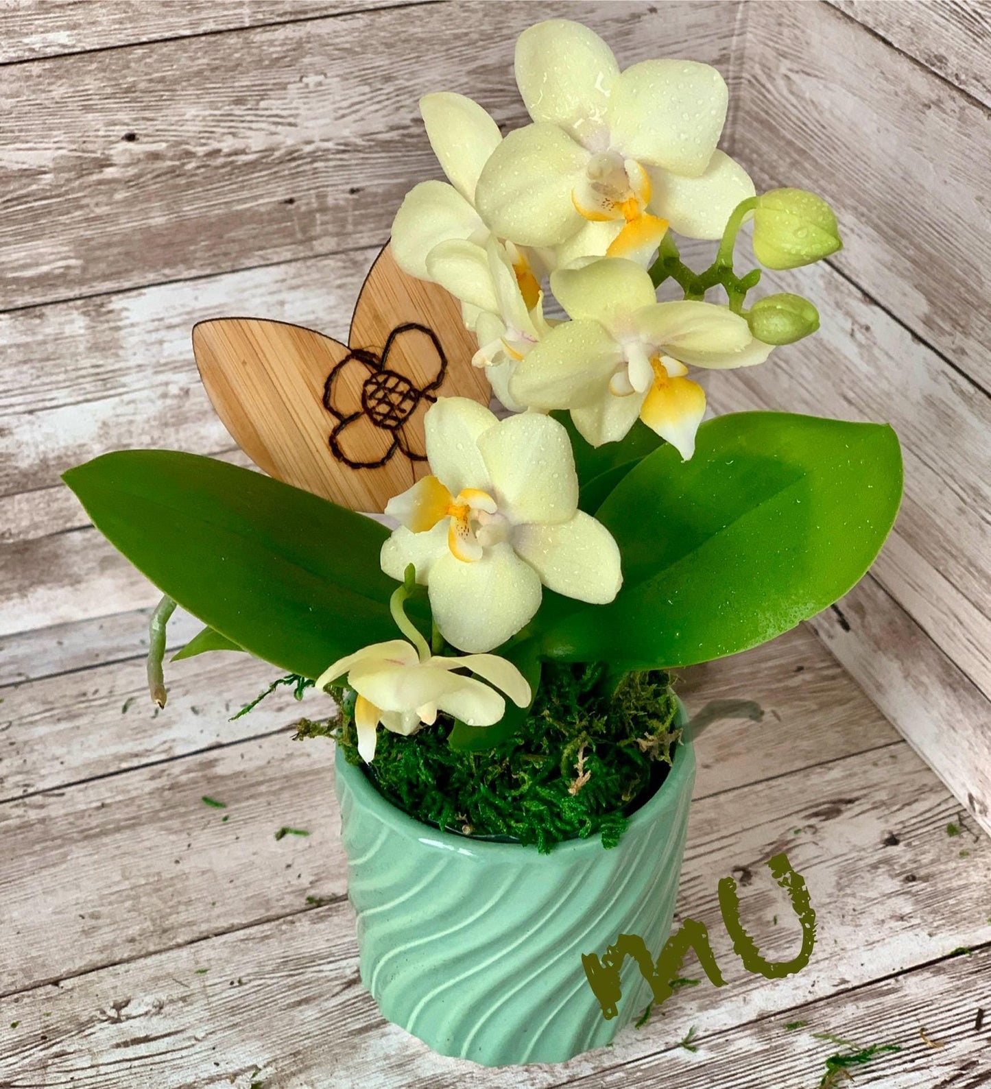 PETITE phalaenopsis moth ORCHID in mini pot -bonsai art-zen garden art-romantic gifts-mother's day-valentine's day-minimalist